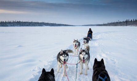 geschiedenis-van-de-siberische-husky