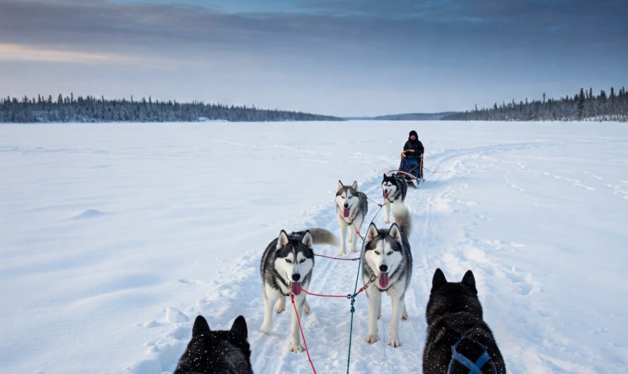 De geschiedenis van de Siberische Husky: Van poolcirkel tot huiskamer