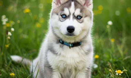 husky-puppy-kopen