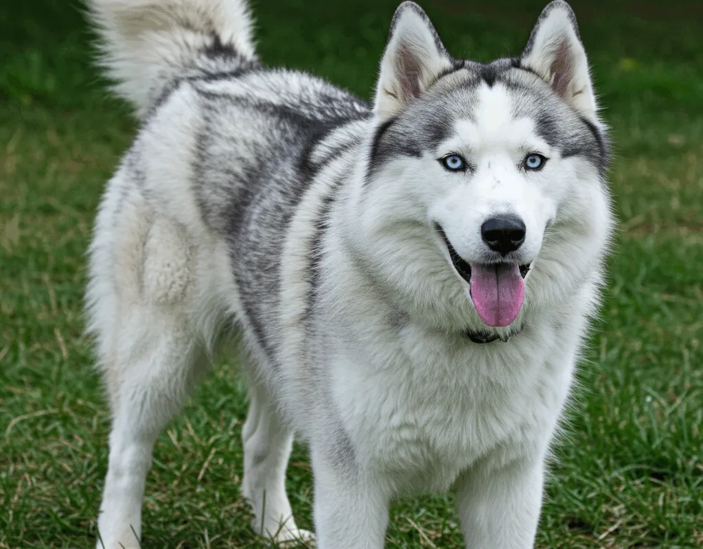 huidaandoeningen-bij-huskys