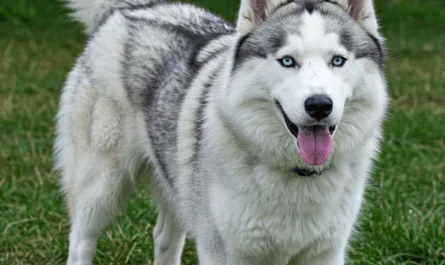 huidaandoeningen-bij-huskys