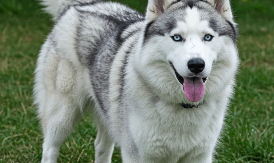 Huidaandoeningen bij Husky’s: Herkennen en behandelen
