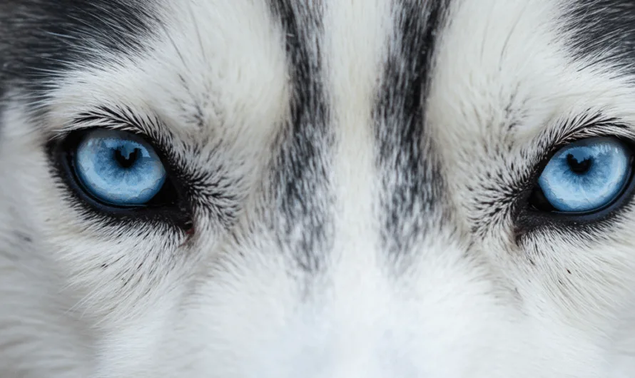 Oogzorg en oogproblemen bij Husky’s