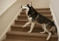 mag-een-husky-trap-lopen